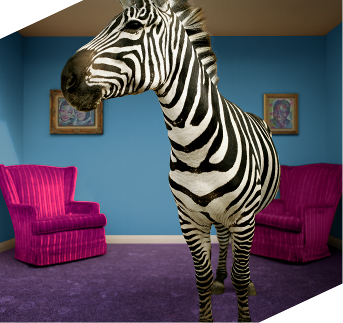 Living Rooms of Rare Image of a Zebra Standing In Living Room
